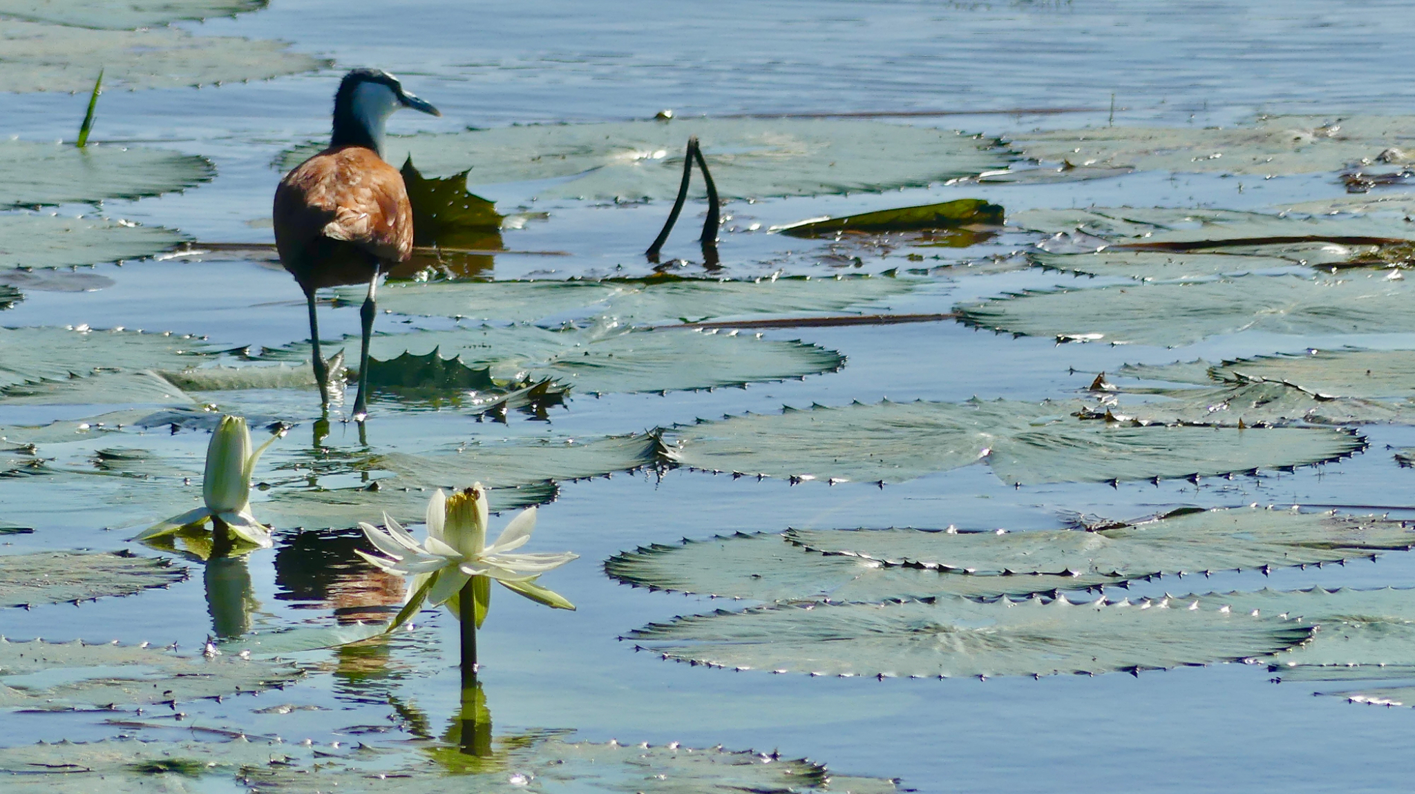 African Jacana